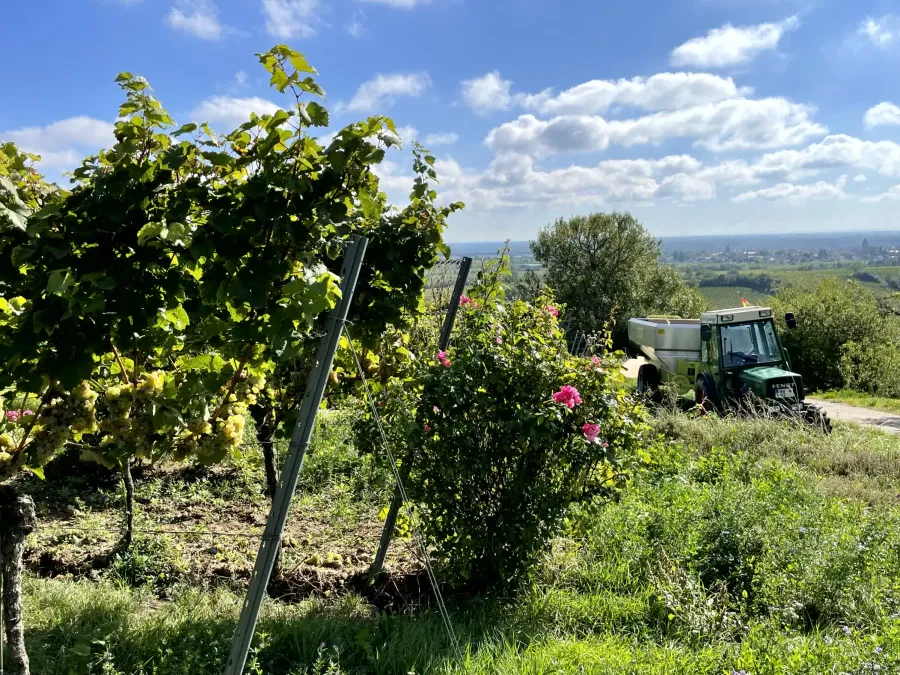 Rosen und Traktor am Rand der Weinberge